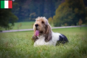 Read more about the article Grand Basset Griffon Vendéen crescători și căței în Italia