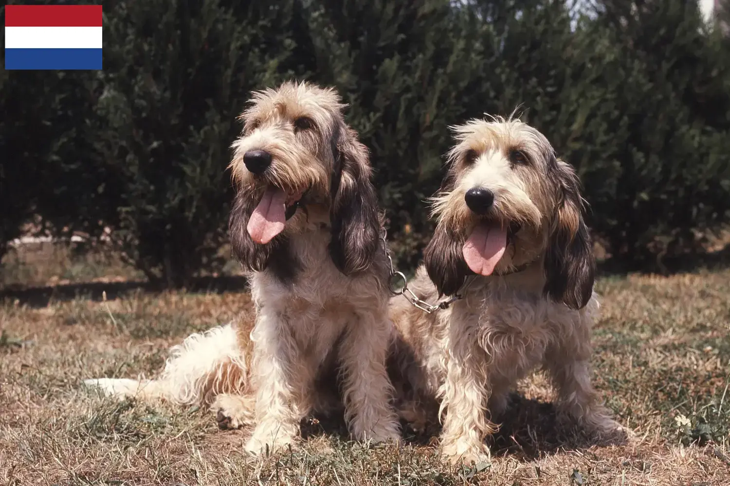 Read more about the article Grand Basset Griffon Vendéen crescători și căței în Olanda