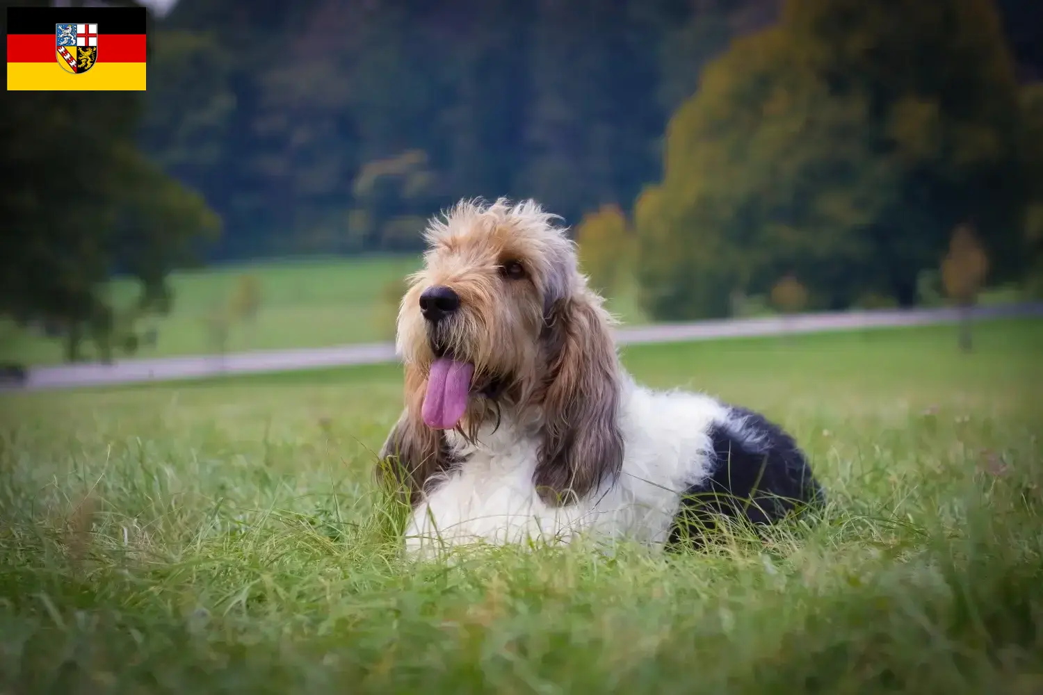 Read more about the article Grand Basset Griffon Vendéen crescători și căței în Saarland