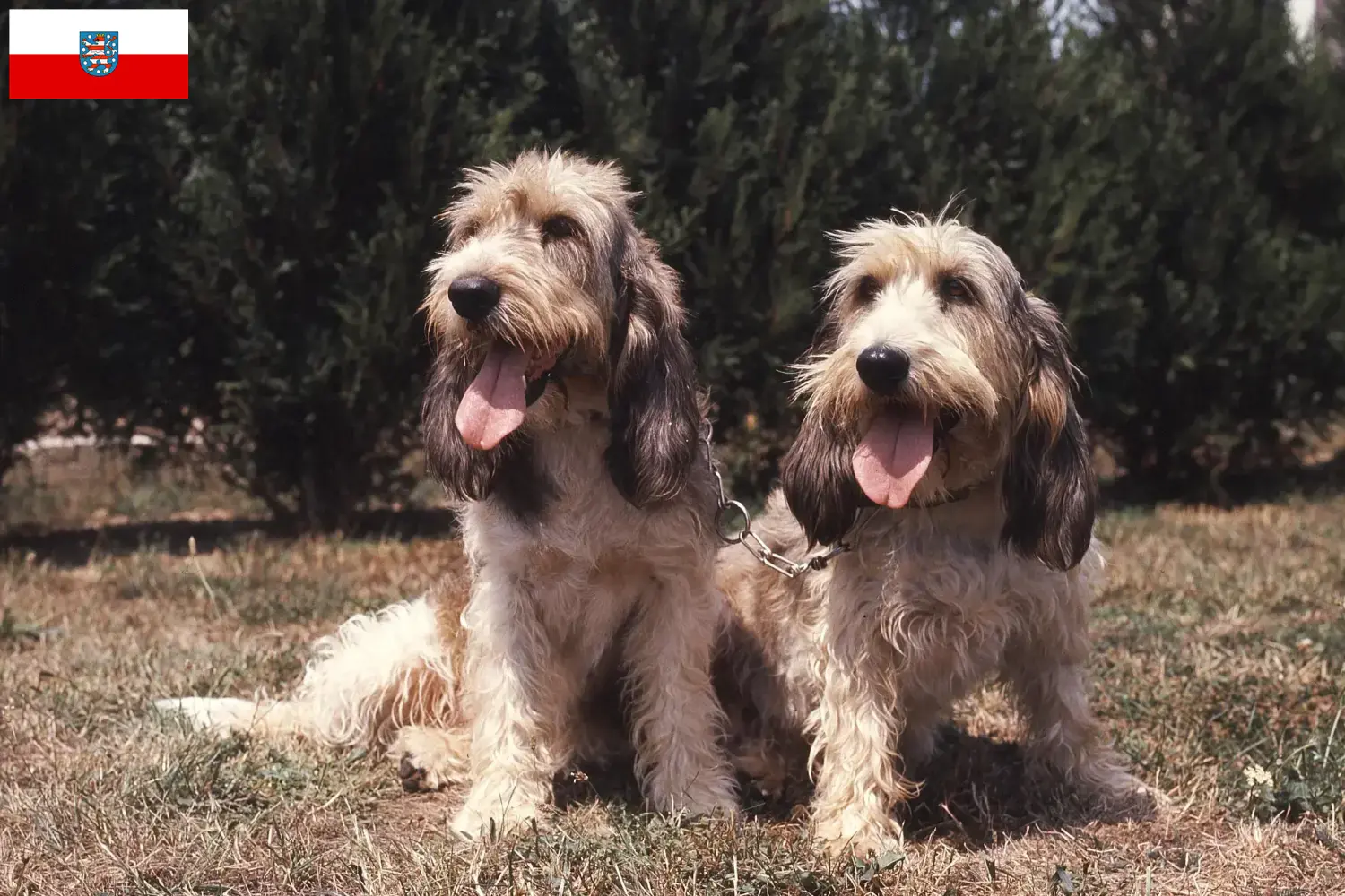 Read more about the article Grand Basset Griffon Vendéen crescători și căței în Thuringia