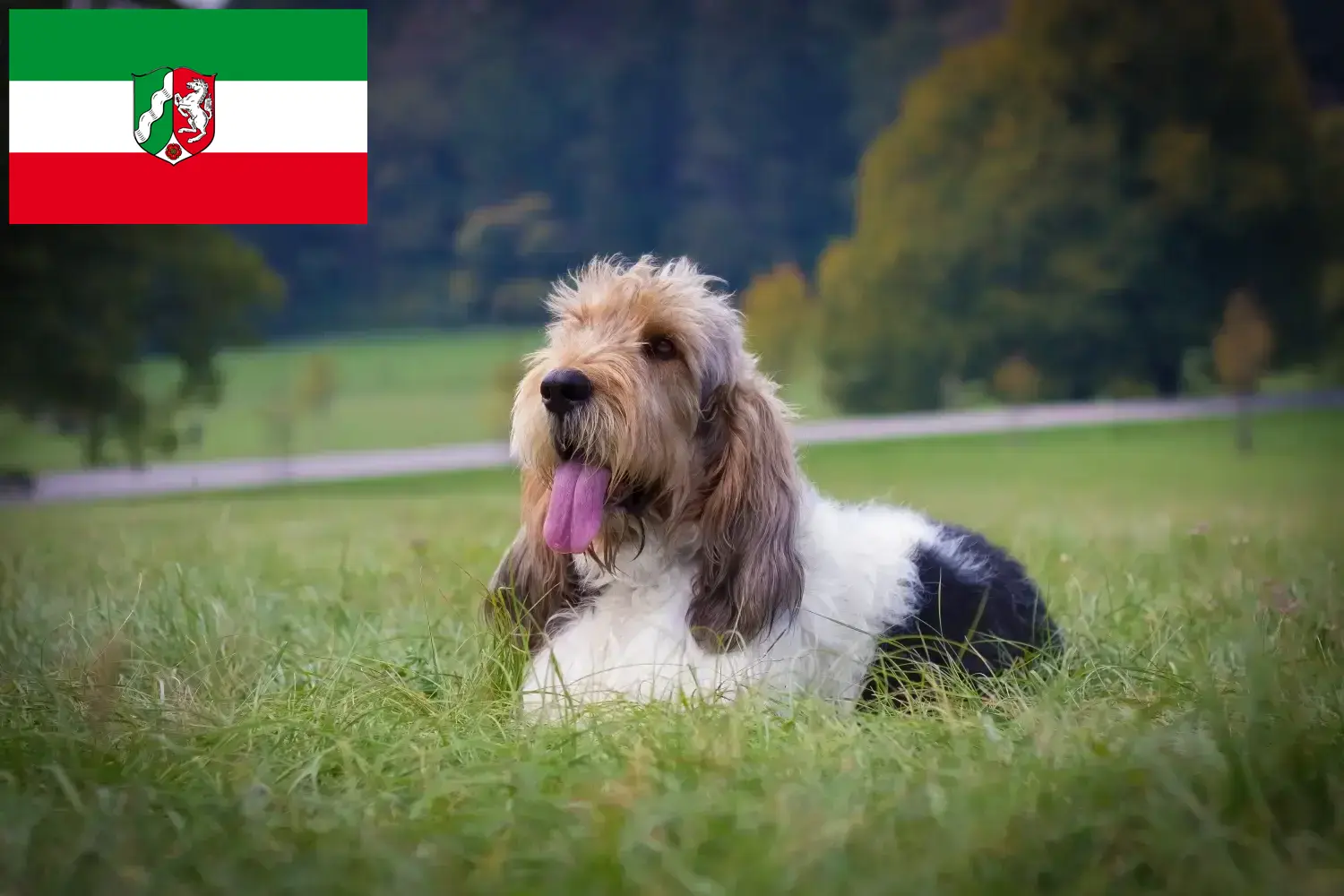 Read more about the article Grand Basset Griffon Vendéen crescători și căței în Renania de Nord-Westfalia