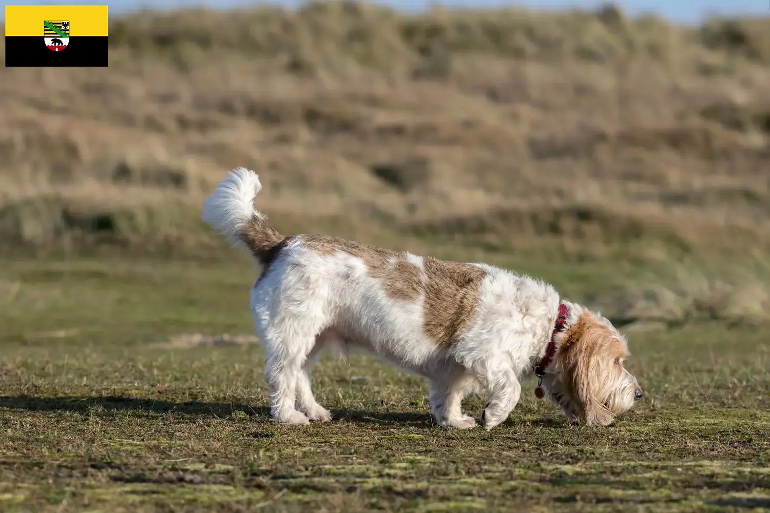 Read more about the article Grand Basset Griffon Vendéen crescători și căței în Saxonia-Anhalt