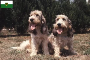 Read more about the article Grand Basset Griffon Vendéen crescători și căței în Saxonia