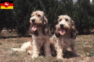 Read more about the article Grand Basset Griffon Vendéen crescători și căței în Saxonia Inferioară