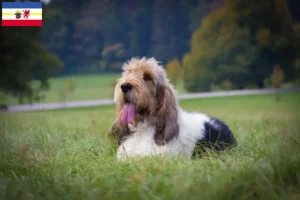 Read more about the article Grand Basset Griffon Vendéen crescători și căței în Mecklenburg-Vorpommern