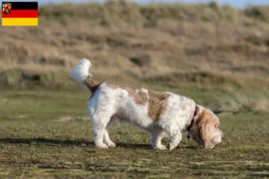 Read more about the article Grand Basset Griffon Vendéen crescători și căței în Renania-Palatinat