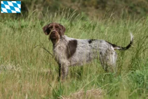 Read more about the article Griffon d’arrêt à poil dur Crescător și căței în Bavaria