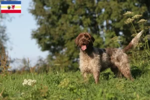 Read more about the article Griffon d’arrêt à poil dur Crescător și căței în Mecklenburg-Vorpommern