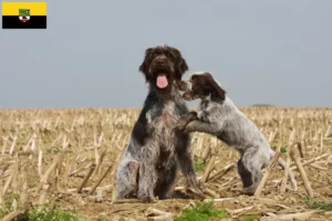 Read more about the article Griffon d’arrêt à poil dur Crescător și căței în Saxonia-Anhalt