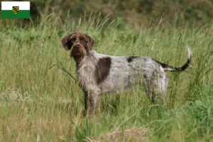 Read more about the article Griffon d’arrêt à poil dur Crescător și căței în Saxonia