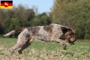 Read more about the article Griffon d’arrêt à poil dur Crescător și căței în Saxonia Inferioară