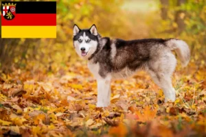 Read more about the article Husky crescători și căței în Renania-Palatinat