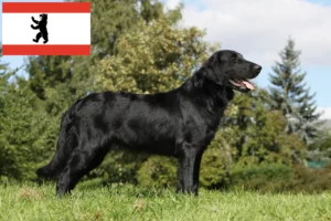 Read more about the article Flat Coated Retriever crescători și căței în Berlin