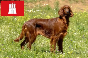 Read more about the article Irish Red Setter crescători și căței în Hamburg