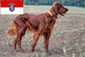 Read more about the article Irish Red Setter crescători și căței în Hessen