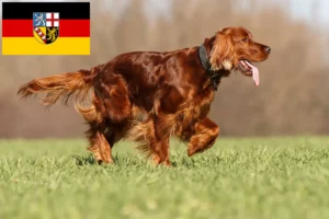 Read more about the article Irish Red Setter crescători și căței în Saarland