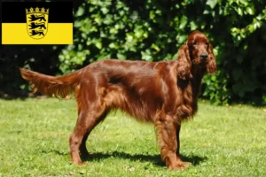 Read more about the article Irish Red Setter crescători și căței în Baden-Württemberg