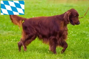 Read more about the article Irish Red Setter crescători și căței în Bavaria