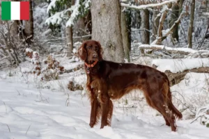 Read more about the article Irlandez Red Setter crescători și căței în Italia