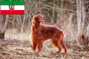 Read more about the article Irish Red Setter crescători și căței în Renania de Nord-Westfalia