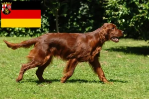 Read more about the article Irish Red Setter crescători și căței în Renania-Palatinat