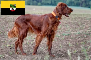 Read more about the article Irish Red Setter crescători și căței în Saxonia-Anhalt