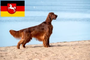 Read more about the article Irish Red Setter crescători și căței în Saxonia Inferioară