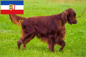 Read more about the article Irish Red Setter crescători și căței în Schleswig-Holstein