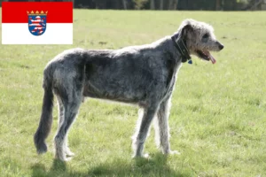 Read more about the article Irish Wolfhound crescători și căței în Hessen