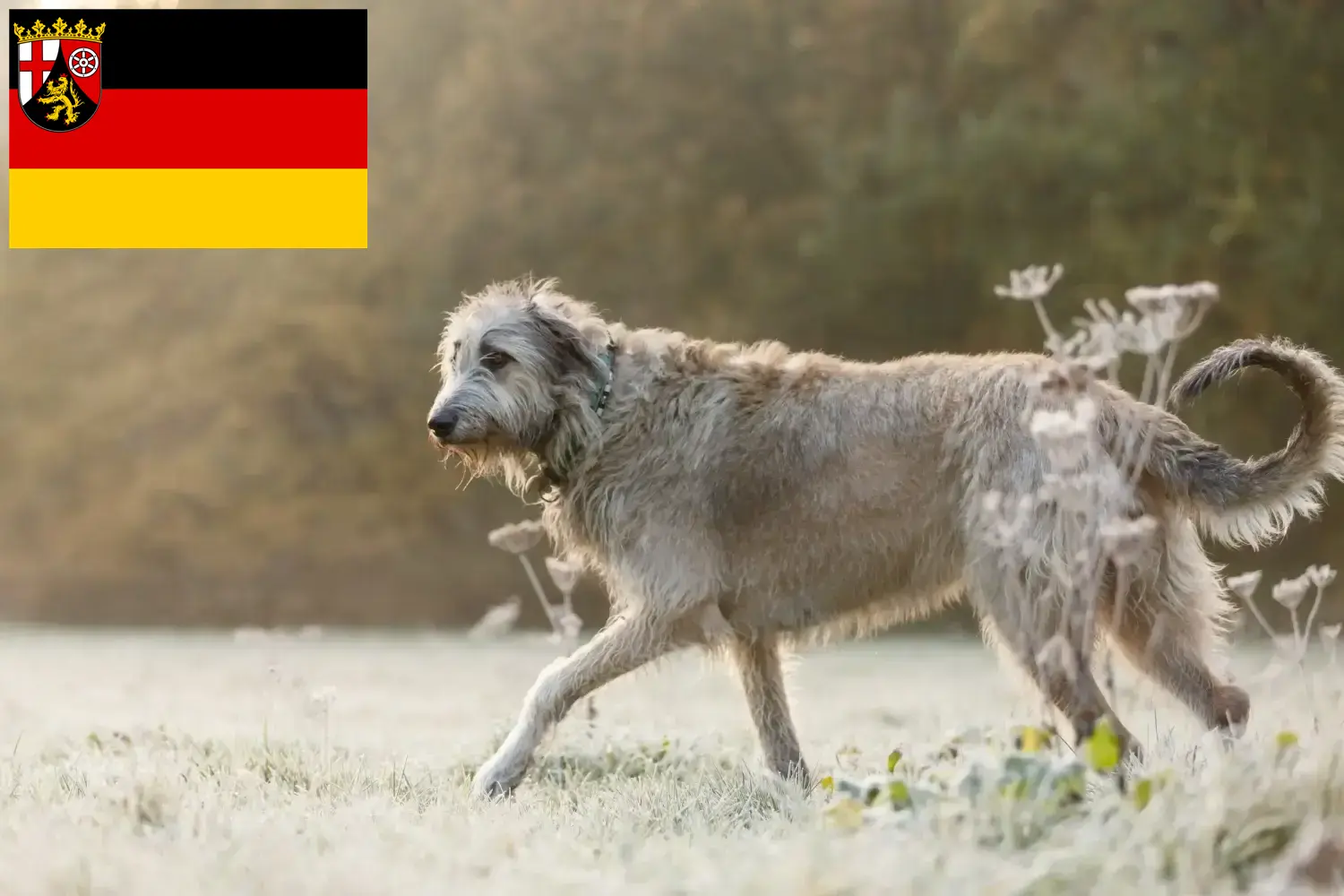 Read more about the article Irish Wolfhound crescători și căței în Renania-Palatinat