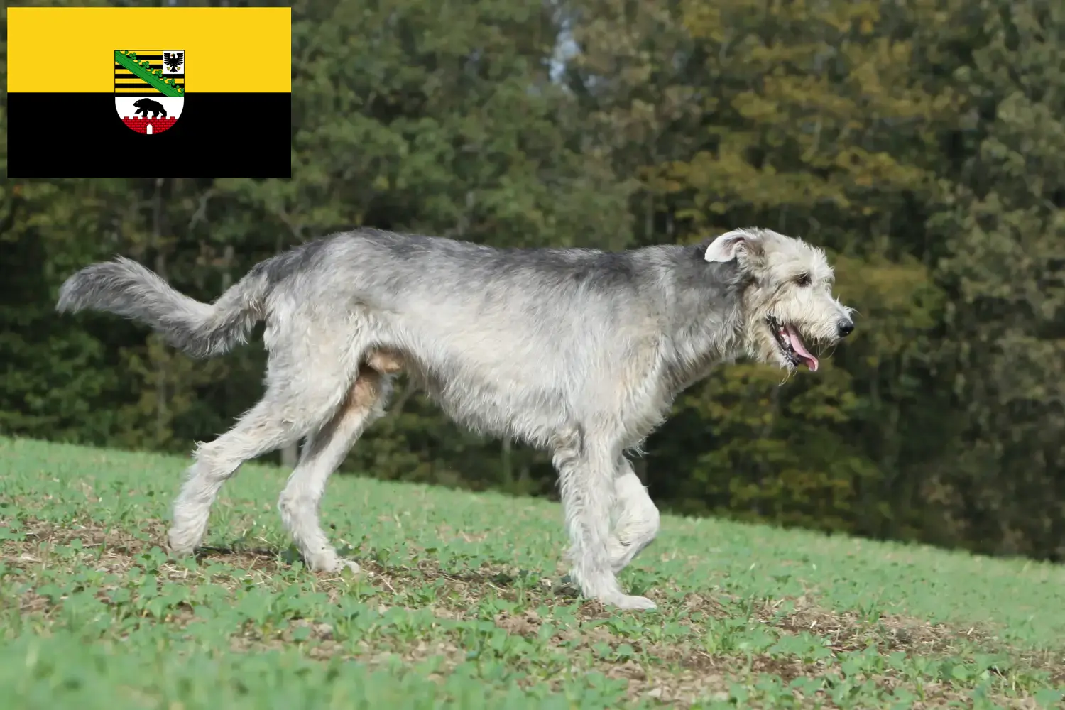 Read more about the article Irish Wolfhound crescători și căței în Saxonia-Anhalt