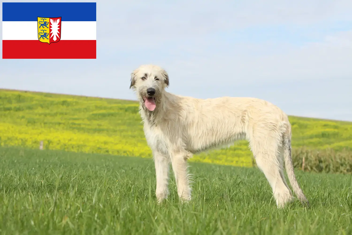 Read more about the article Irish Wolfhound crescători și căței în Schleswig-Holstein