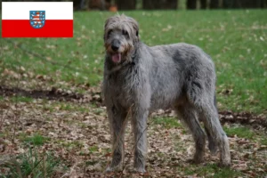 Read more about the article Crescători de Irish Wolfhound și căței în Thuringia