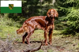 Read more about the article Irish Red Setter crescători și căței în Saxonia