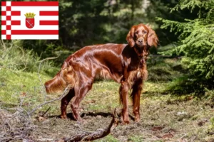 Read more about the article Irish Red Setter irlandez crescător și căței în Bremen