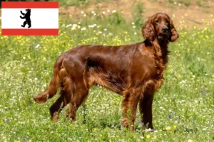 Read more about the article Irish Red Setter crescători și căței în Berlin