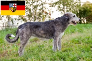 Read more about the article Irish Wolfhound crescători și căței în Saarland