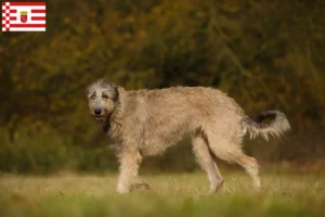 Read more about the article Irish Wolfhound crescători și căței în Bremen