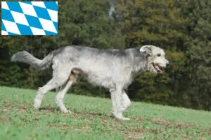 Read more about the article Irish Wolfhound crescători și căței în Bavaria