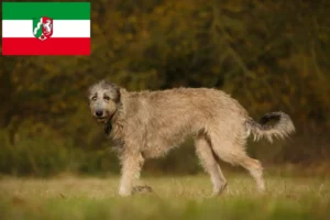 Read more about the article Irish Wolfhound crescători și căței în Renania de Nord-Westfalia