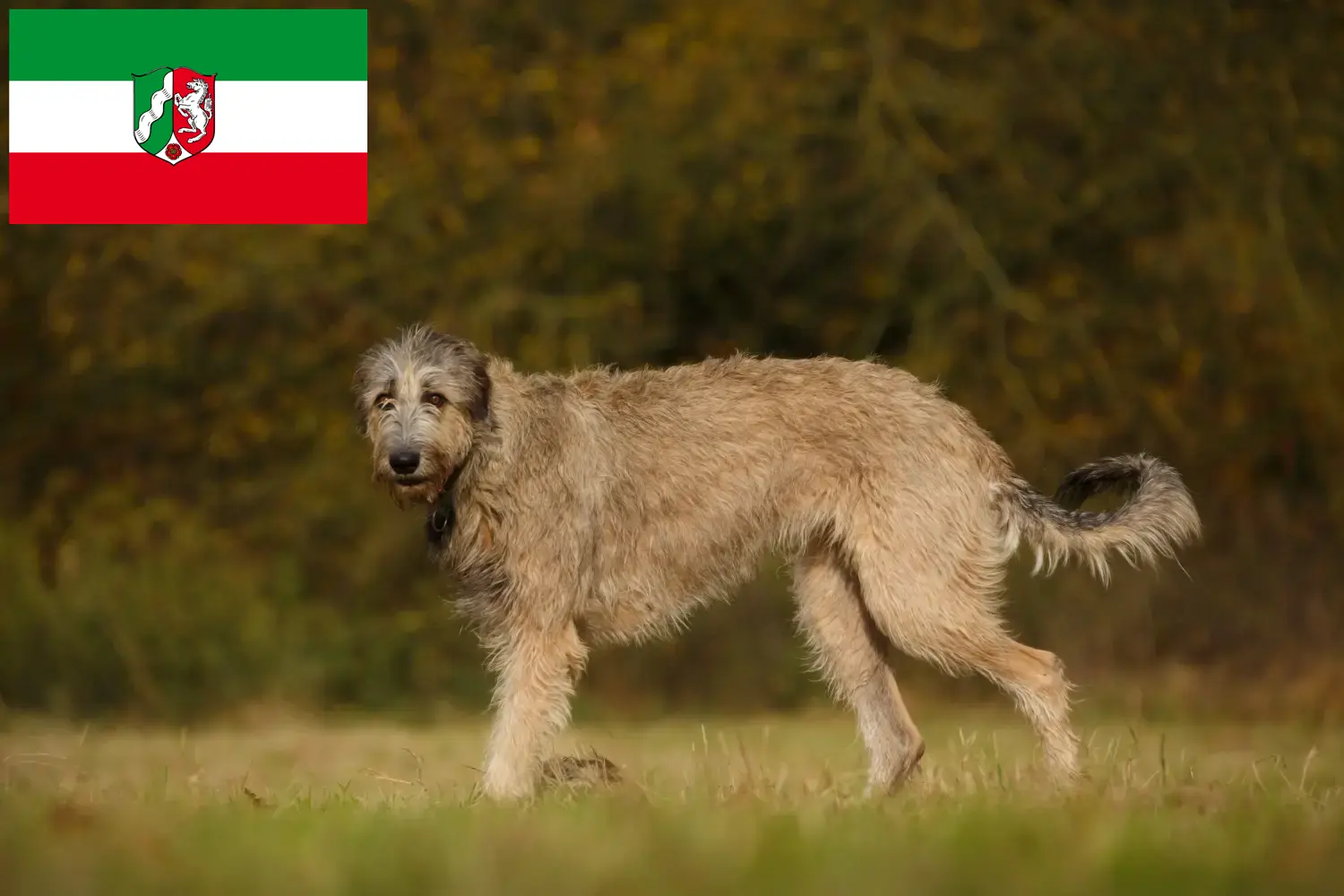 Read more about the article Irish Wolfhound crescători și căței în Renania de Nord-Westfalia