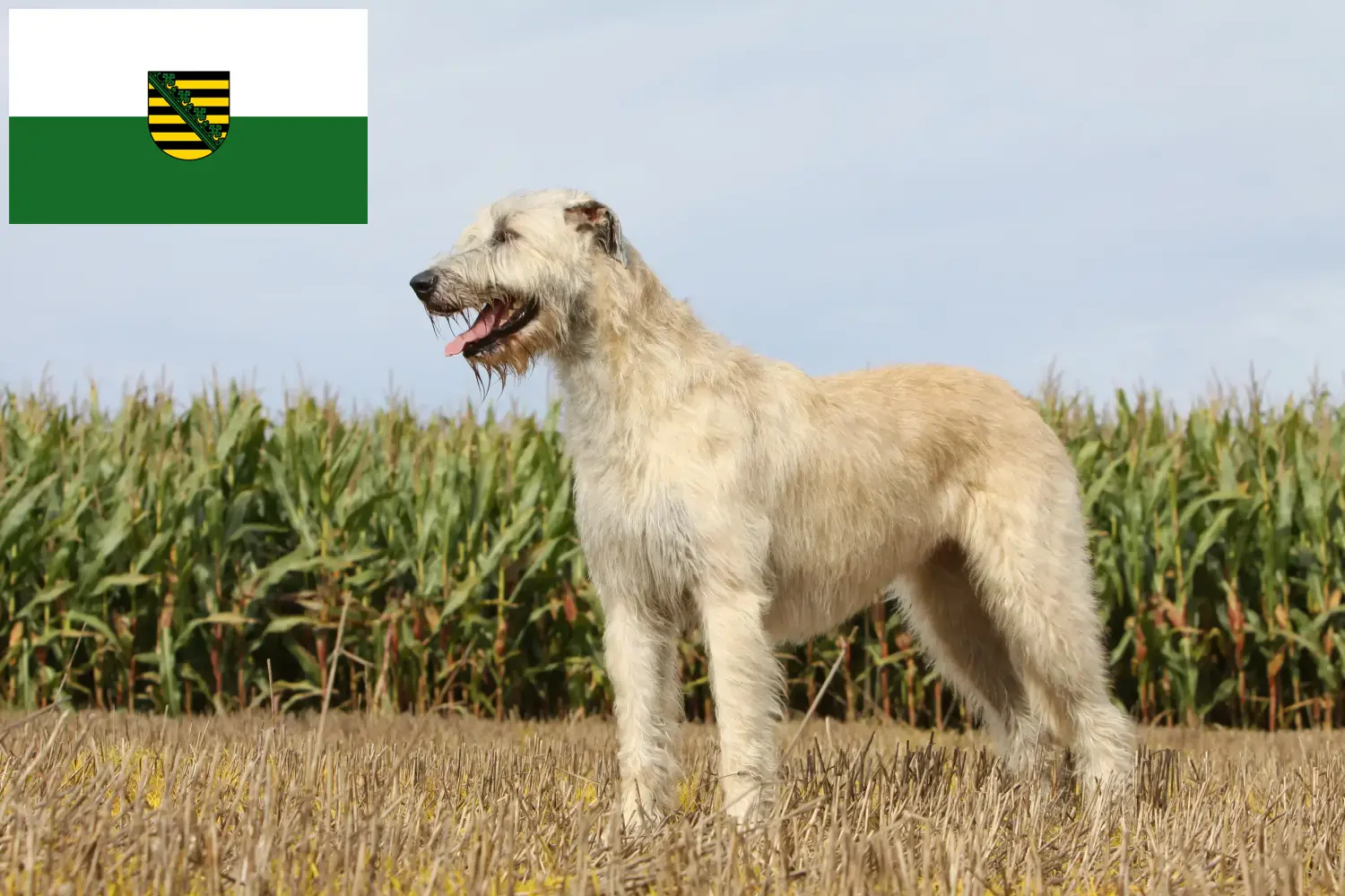 Read more about the article Irish Wolfhound crescători și căței în Saxonia