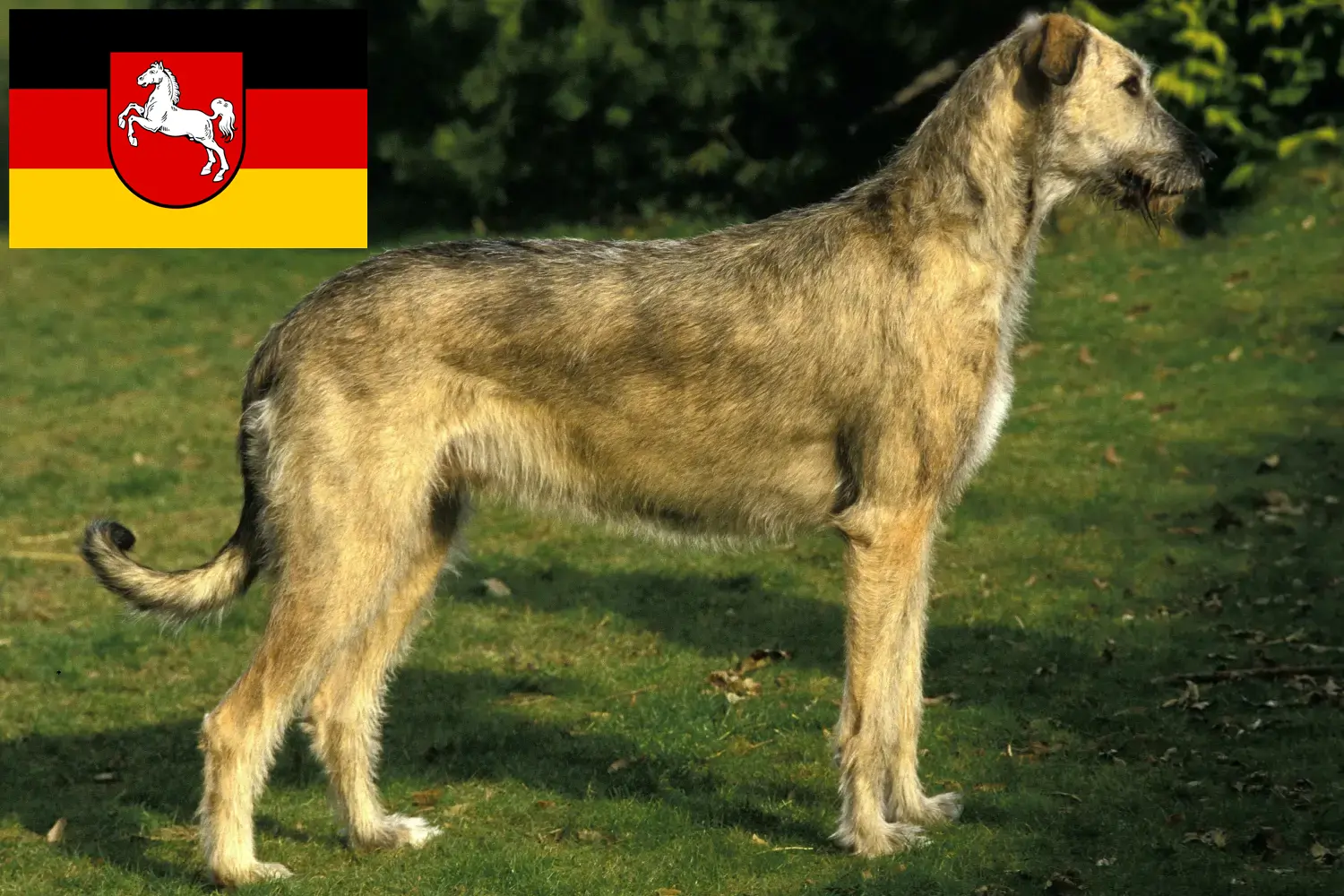 Read more about the article Irish Wolfhound crescători și căței în Saxonia Inferioară