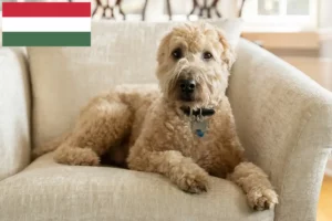 Read more about the article Irish Soft Coated Wheaten Terrier crescători și căței în Ungaria