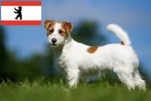 Read more about the article Jack Russell crescători și căței în Berlin