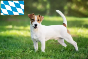 Read more about the article Jack Russell crescători și căței în Bavaria