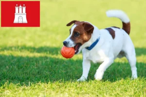 Read more about the article Jack Russell crescători și căței în Hamburg