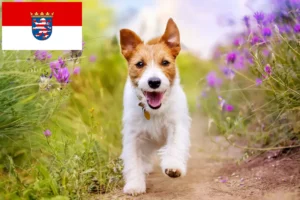 Read more about the article Jack Russell crescători și căței în Hessen