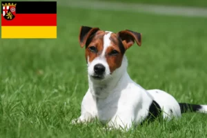 Read more about the article Jack Russell crescători și căței în Renania-Palatinat