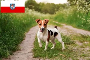 Read more about the article Jack Russell crescători și căței în Thuringia